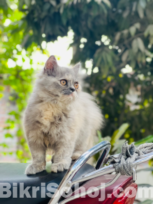 Female Persian Triple Coat Cat